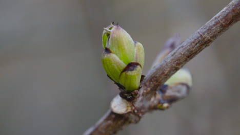 Closeup-with-green-buds-on-twig