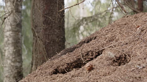 Red-wood-ant-nest,-Formica-rufa,-in-a-forest-in-Sweden,-medium-shot