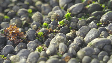 Barnacle-and-Seaweed-Covered-Mussels,-Close-Up