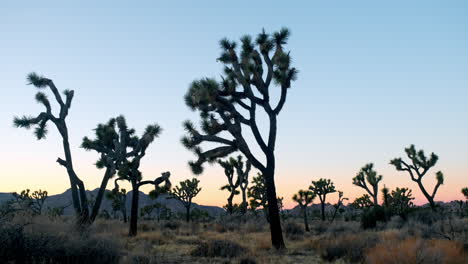 Weitwinkelaufnahme-Von-Joshua-Bäumen-In-Der-Wüste-Südkaliforniens