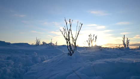 Schöne-Zeitraffer-Schneelandschaft,-Goldene-Stunde,-Sonnenuntergang,-Blauer-Himmel,-Baumsilhouette