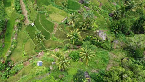 Indonesien-Reisterrassen-Feld-Luftaufnahme,-Aufgenommen-Von-Einer-Drohnenkamera