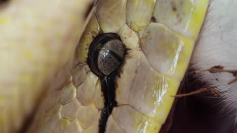 Close-up-of-a-reticulated-python's-eye