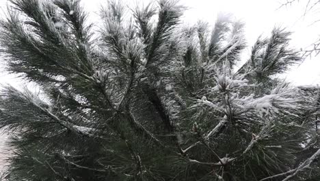Looking-Up-On-A-Pine-Tree-With-Hoarfrost-Under-Snowfall-In-Istanbul,-Turkey