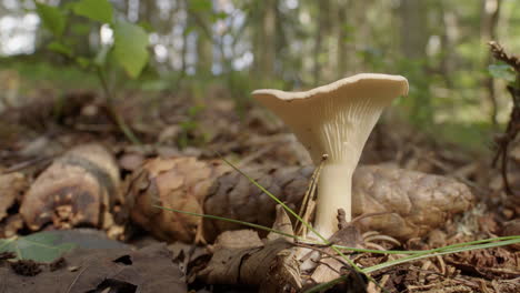 ZOOM-IN,-a-common-funnel-mushroom-growing-in-a-forest-in-Sweden