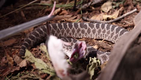 rattlesnake-strikes-dead-mouse-in-the-dark-to-be-coaxed-into-meal-before-wrangling-slomo