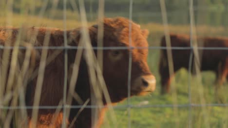 Calf-grazing-in-field.-Brown-highland-cow