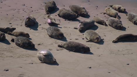 Seals-laying-on-beach-in-the-sun-lunging-bouncing-and-wiggling-4k-60fps-Prores