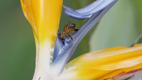 Closeup:-honeybee-pollinating-a-Strelitzia-flower