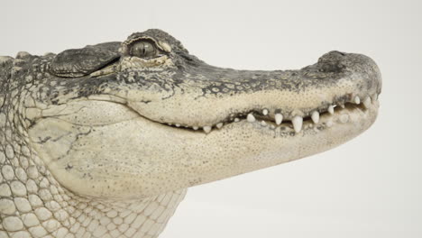 Side-profile-of-alligator-breathing