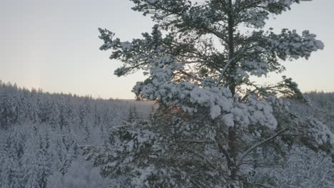 AERIAL---Sunrise-over-a-beautiful-winter-forest-in-Sweden,-wide-rising-shot