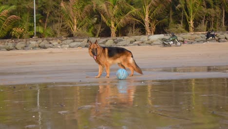 Very-calm-and-tired-German-shepherd-dog-standing-beside-playing-ball-and-breathing-fast-after-running-on-beach-in-Mumbai,-15th-March-2021