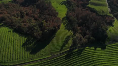 green-plains-of-vineyards-rows-pulling-up-with-a-town-reveal-aerial-in-the-Napa-Valley
