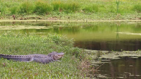 Long-body-of-alligator-rests-very-still-near-public-pond-in-Florida
