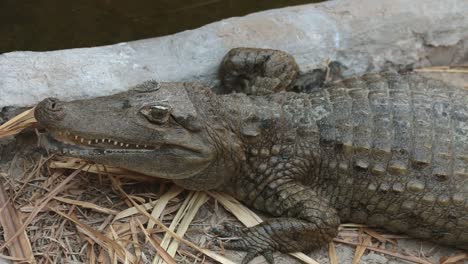 American-Alligator-resting-still,-biting-and-leaving-the-camera-frame-shot