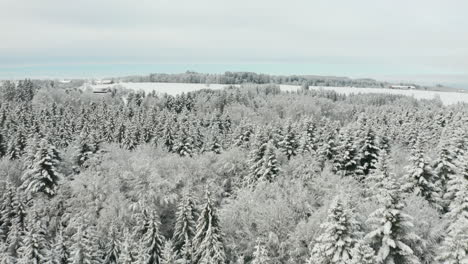 Low-aerial-of-snow-covered-tree-tops-in-pine-forest