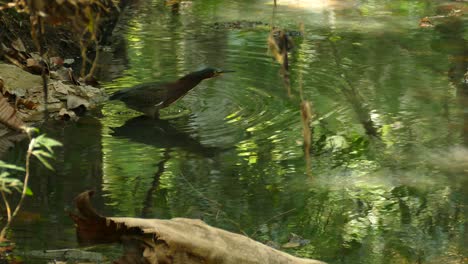 Exotic-Green-Heron-slowly-walking-into-a-water-pond,-in-a-Panama-tropical-forest