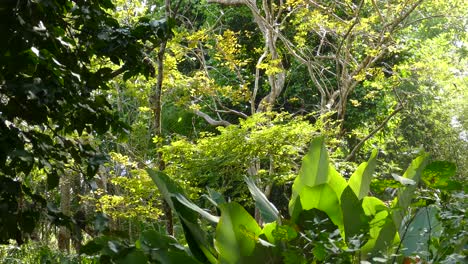 Riesige-Grüne-Blätter-Wehen-Im-Wind,-Während-Sich-Im-Hintergrund-Auch-Bäume-Im-Dschungel-Von-Panama-Bewegen