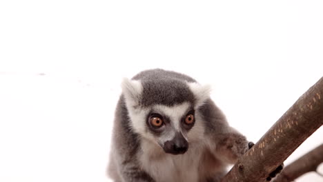 Lemur-hanging-in-a-tree-on-white-background---slow-motion-animal