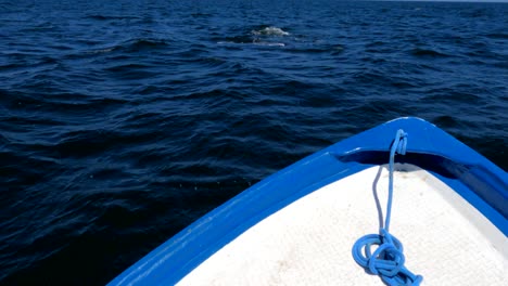 A-gray-whale-comes-up-right-next-to-a-tourist-whale-watching-boat-in-Magdelena-Bay-Mexico