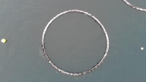 Round-Cages-Of-Norwegian-Fish-Farm-For-Salmon-Growing-In-Fjord-At-Norway---aerial,-top-down