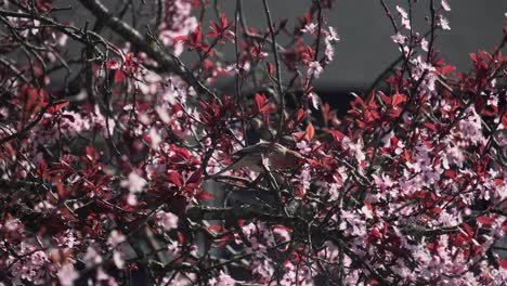 Close-up-footage-of-a-Male-House-Finch-eating-cherry-blossom-petals-during-spring