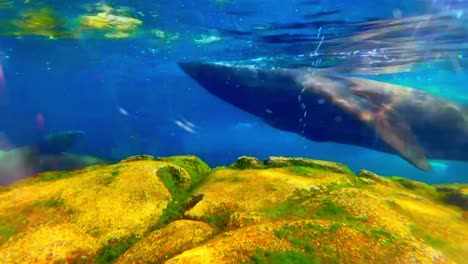 Seelöwen-Schwimmen-Am-Aquarium-Of-The-Pacific-In-Long-Beach-Vorbei