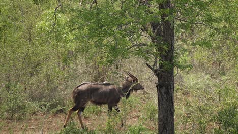 Pan-with-male-striped-Nyala-Antelope-walking-through-thorny-brush