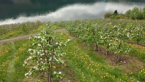 Aerial-view-of-many-rows-with-blossoming-apple-trees-in-Hardanger-Norway---Hardangerfjord-in-background
