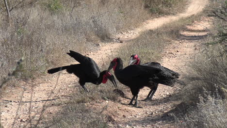 A-group-of-Ground-Hornbills-feeding-on-a-terrapin-turtle-on-a-dirt-road-in-Africa