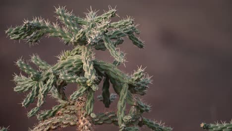 Close-up-of-Cactus-blowing-in-the-wind