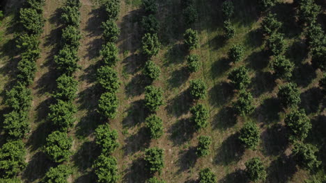 Haselnussbäume-Landwirtschaft-Anbaufeld-Luftaufnahme