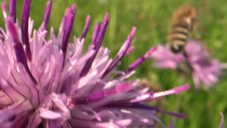 Makroaufnahme-Einer-Biene-Bei-Sonnenuntergang,-Die-Pollen-Einer-Violetten-Blüte-Sammelt-Und-In-Zeitlupe-Davonfliegt