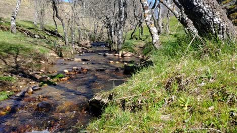 Small-river-affluent-flowing-between-trees-with-no-leaves
