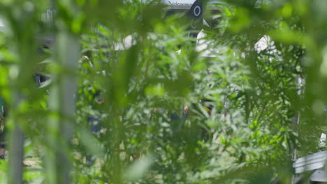 Marihuana-Pflanze-Des-Cannabis-Festival-Events-Am-Verkaufsstand,-Aufgenommen-Mit-Roter-Kamera-4k