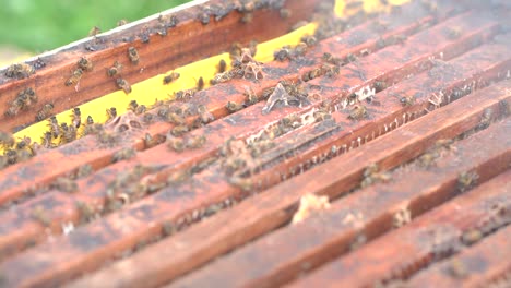 Bees-in-apiculture-farm-with-steam