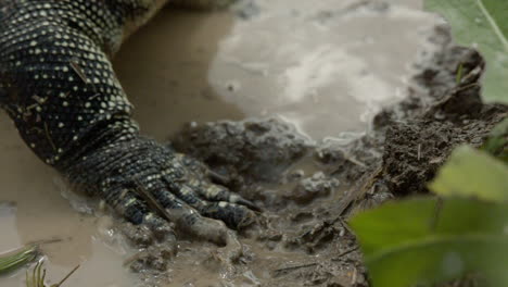 Asian-water-monitor-claws-in-mud