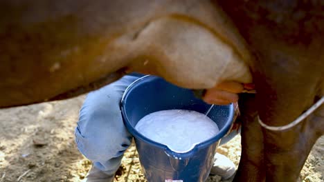 Sustenance-farmer-hand-milking-a-cow-into-a-bucket-in-the-field---isolated-close-up