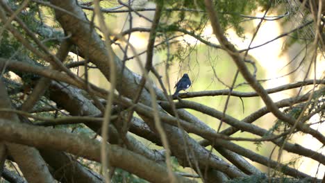 Blue-and-black-colored-bird-sitting-on-wooden-branch-in-wilderness-during-sunny-day-and-flying-away