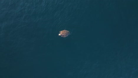 A-large-sea-turtle-moves-slowly-on-the-surface-of-the-ocean-as-it-takes-air-in-before-returning-underwater