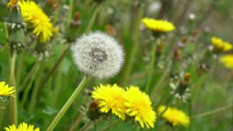 Dandelion-with-seeds-swaying-in-the-wind-in-wild-meadow---Static-closeup