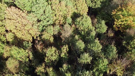 Top-Down-Birdseye-View-Treetops-in-a-Beautiful-Forest---Dolly-and-Tilt-Shot