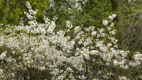 Baltimore-oriole-bird,-Icterus-galbula,-on-a-beautiful-white-spring-flowering-bush