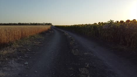 Caminando-Por-Un-Camino-Idílico-Con-Campos-De-Girasoles-Y-Cultivos-De-Trigo-Al-Lado
