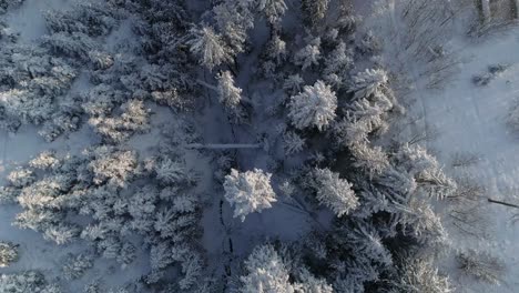 Copas-De-Los-árboles-Cubiertos-De-Nieve-En-La-Ciudad-Polaca-De-Zakopane-Durante-La-Temporada-De-Invierno