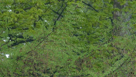 Tiny-little-bird-wandering-on-tree-branches-in-the-green-forest,-static-shot