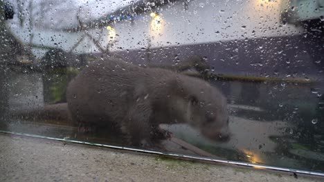 Otter-in-captivity-inside-zoo---Behind-glass-wall-and-wants-out