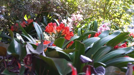 Handheld-panning-shot-of-large-colourful-tropical-flowers-in-Sheffield-Winter-Gardens,-England