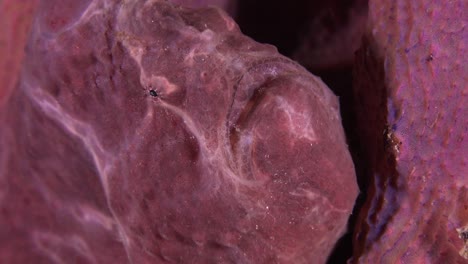 Pink-Frogfish--at-night-on-pink-sponge
