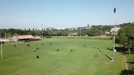 Cows-grazing-eating-grass-on-a-soccer-rugby-field-near-people-and-cars